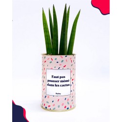 Plant "Faut pas pousser mémé dans les cactus"
