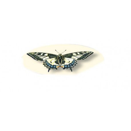 Gomme Papillon (pc)